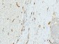 Anti-FABP4 Antibody Picoband™ (monoclonal, 10E12)